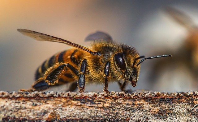Nahaufnahme einer Biene auf einem Stück Holz