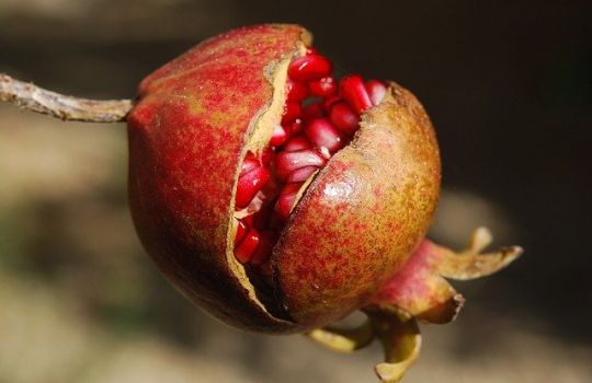 Ein aufgeplatzter Granatapfel zeigt seine vielen kleinen, roten  und fleischigen Kerne.