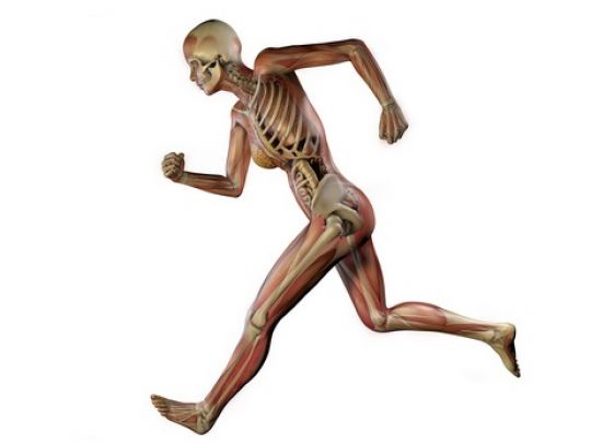 Darstellung menschlicher Körper beim Rennen