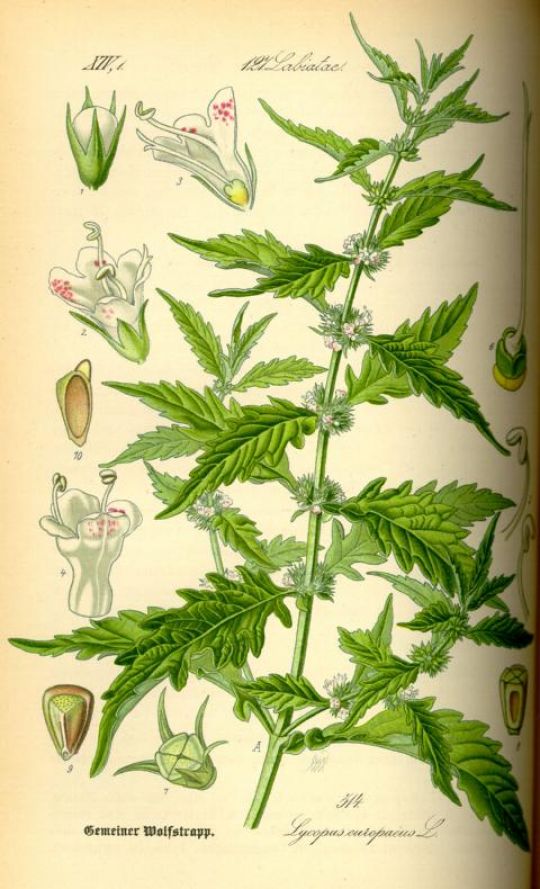 Pflanzenstich von Wolfstrapp: Blüten, Blätter, Fruchtstände und Kapseln detailgetreu gezeichnet.